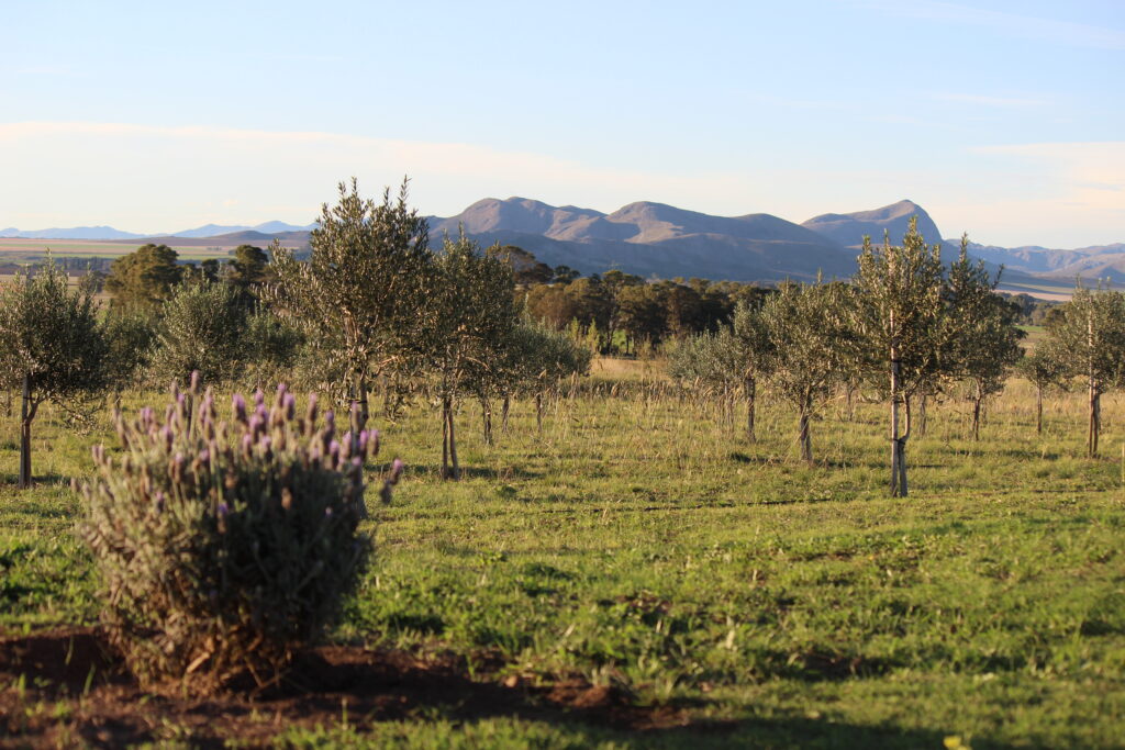 Vista de lavandas, olivos y las sierras de Ventania de fondo